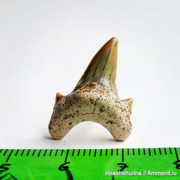 мел, сеноман, Шацк, Малый Пролом, Dwardius, shark teeth
