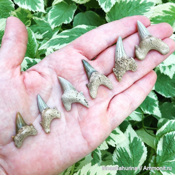 мел, сеноман, Шацк, Малый Пролом, Dwardius, shark teeth