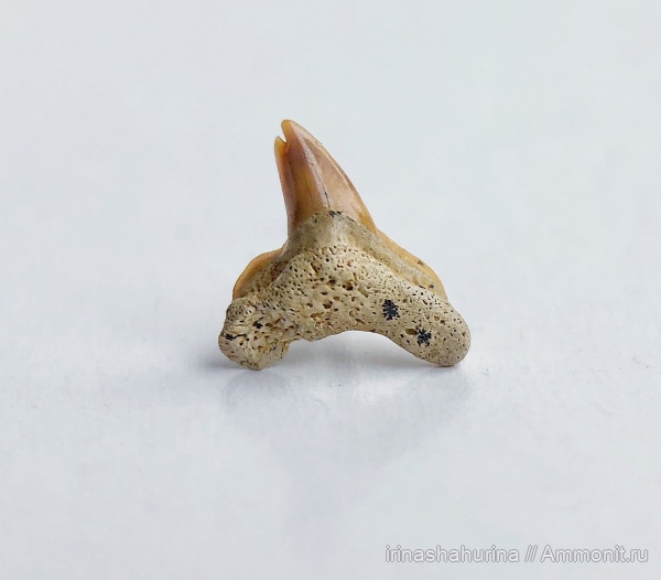 мел, сеноман, Шацк, Малый Пролом, shark teeth