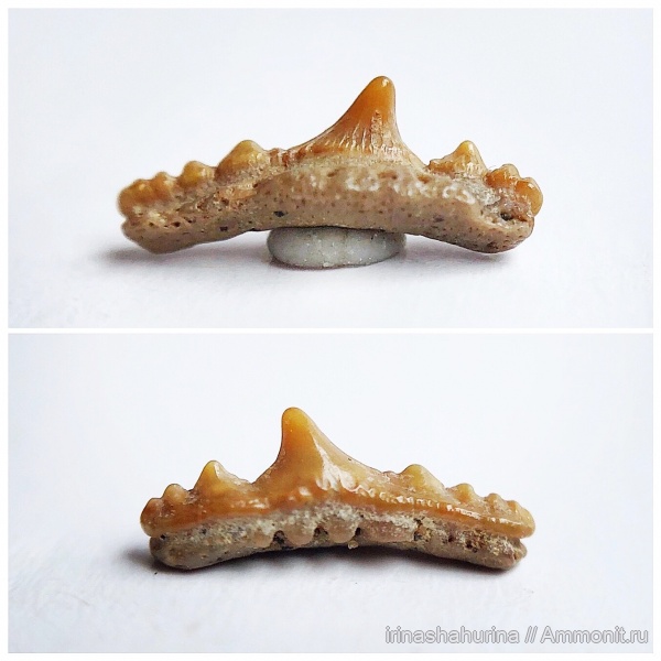 мел, сеноман, Synechodus, Шацк, Малый Пролом, Synechodus dubrisiensis, shark teeth