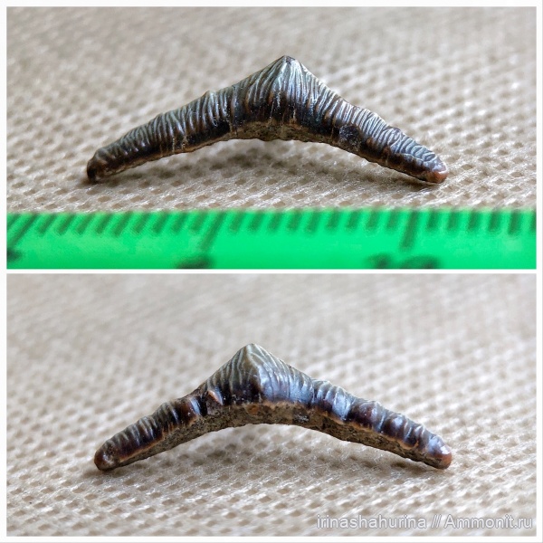 мел, сеноман, Polyacrodus, Шацк, Малый Пролом, shark teeth, Polyacrodus maiseyi