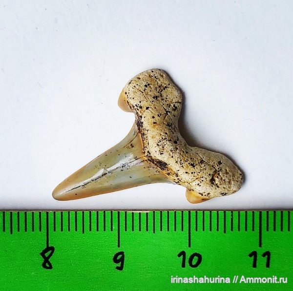 мел, Cretalamna, сеноман, Cretalamna appendiculata, Шацк, Малый Пролом, shark teeth