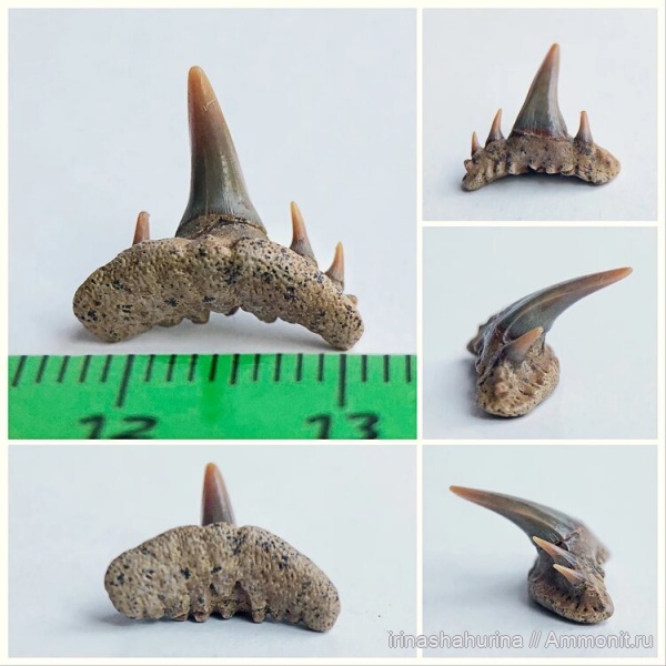 мел, сеноман, Paraorthacodus, Paraorthacodus recurvus, Шацк, Малый Пролом, shark teeth
