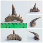 Зуб Paraorthacodus, которому "повезло"!