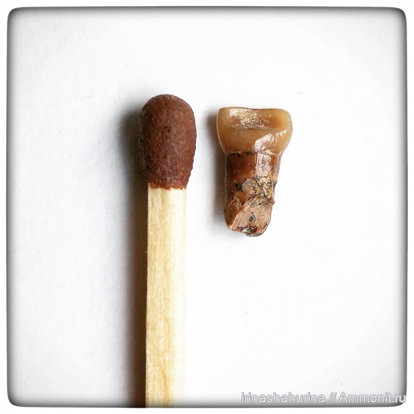 мел, сеноман, Pycnodontiformes, Шацк, Малый Пролом, shark teeth