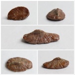 Кожный шип из Шацка