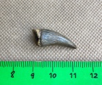 Зуб водной рептилии Leptocleidia