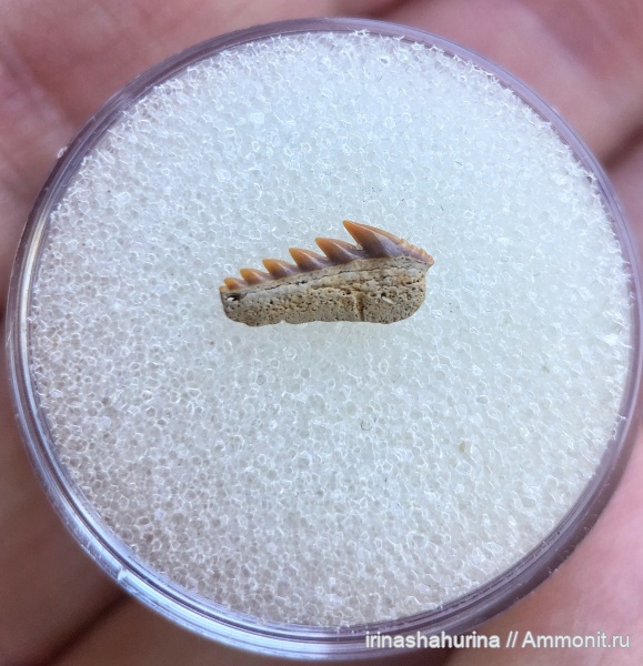 мел, сеноман, Hexanchiformes, Шацк, Малый Пролом, shark teeth, Gladioserratus