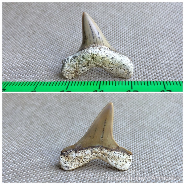 мел, сеноман, Cretoxyrhina, Cretoxyrhina denticulata, Шацк, Малый Пролом, shark teeth