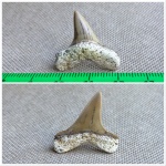 Боковой зуб Cretoxyrhina denticulata