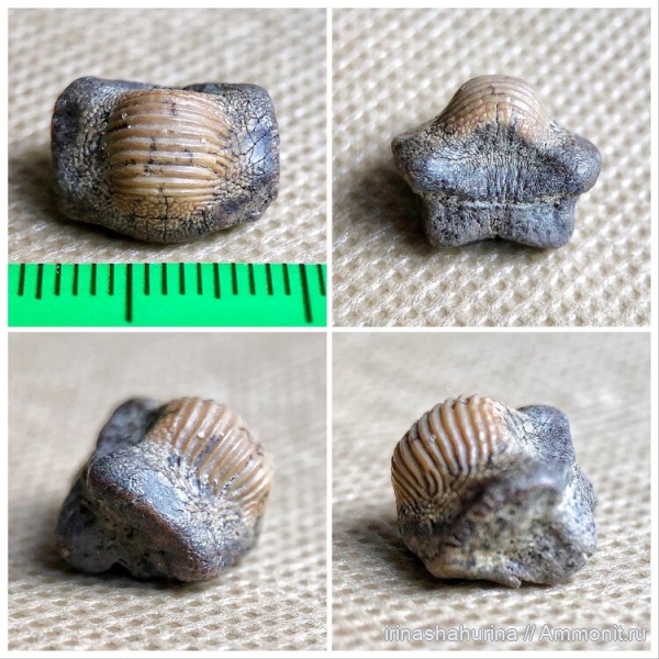 мел, сеноман, Ptychodus, Ptychodus decurrens, Шацк, Малый Пролом, shark teeth