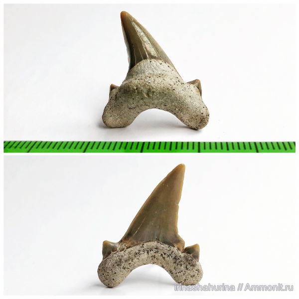 мел, сеноман, Шацк, Малый Пролом, Dwardius, shark teeth