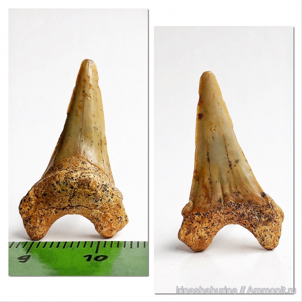 мел, сеноман, Шацк, Cardabiodon, Малый Пролом, shark teeth