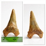 Cardabiodon? Cardabiodon?