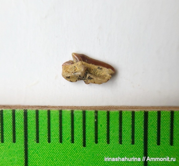 мел, сеноман, Protosqualus, Шацк, Малый Пролом, shark teeth