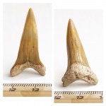 Октябрьский зуб Cretoxyrhina denticulata