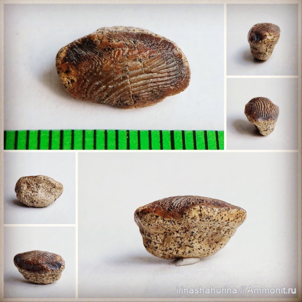 мел, сеноман, Ptychodus, Ptychodus decurrens, Шацк, Малый Пролом, shark teeth