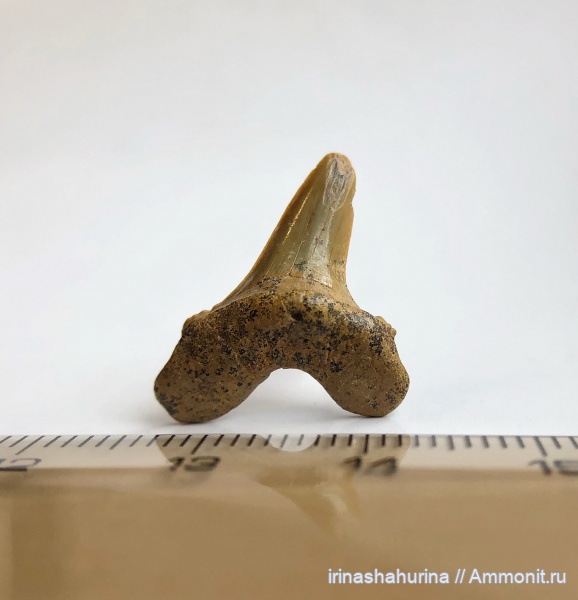 мел, сеноман, Cretoxyrhina, Cretoxyrhina denticulata, Шацк, Малый Пролом, shark teeth