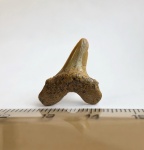 Необычный зуб Cretoxyrhina denticulata