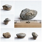 Задний зуб Ptychodus marginalis