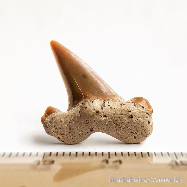 мел, Cretalamna, сеноман, Шацк, Малый Пролом, shark teeth, Cretalomna appendiculata