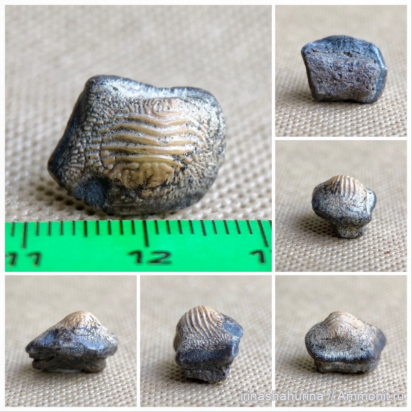 мел, сеноман, Ptychodus, Ptychodus decurrens, Шацк, Малый Пролом, shark teeth