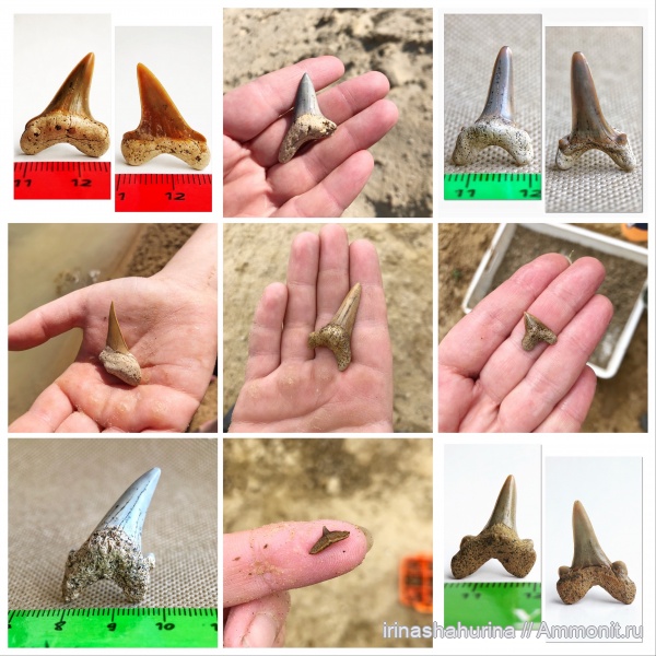 мел, Squalicorax, Cretalamna, сеноман, Cretoxyrhina, Cederstroemia, Cretalamna appendiculata, Шацк, Малый Пролом, Dwardius, shark teeth