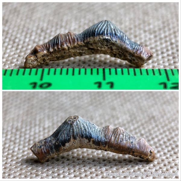мел, сеноман, Polyacrodus, Шацк, Малый Пролом, shark teeth, Polyacrodus maiseyi