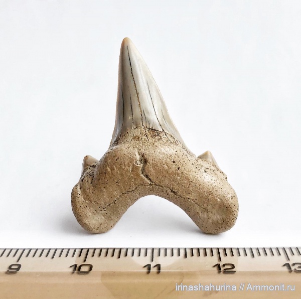 мел, сеноман, Шацк, Малый Пролом, Dwardius, shark teeth, sharks