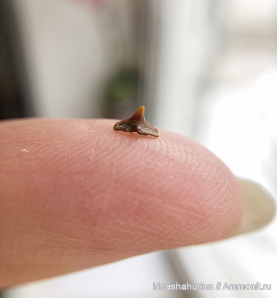 мел, сеноман, Cederstroemia, Шацк, Малый Пролом, shark teeth