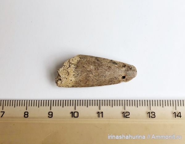 мел, сеноман, Protosphyraena, Шацк, Малый Пролом