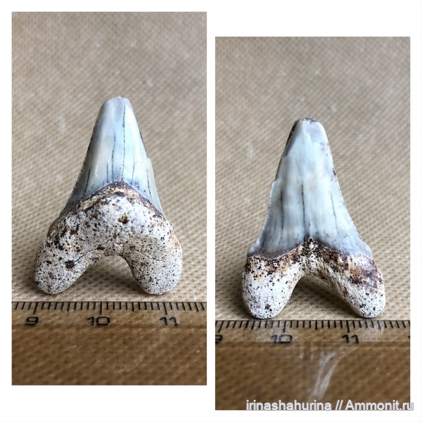 мел, сеноман, Cretoxyrhina, Cretoxyrhina denticulata, Шацк, Малый Пролом, shark teeth