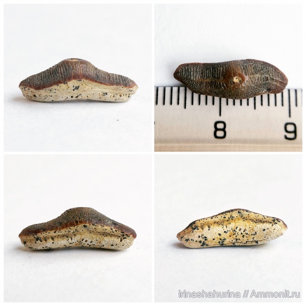 мел, сеноман, Heterodontus, Шацк, Малый Пролом, shark teeth