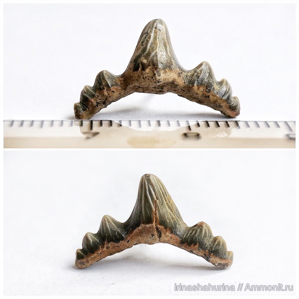 мел, сеноман, Polyacrodus, Polyacrodus illingworthi, Шацк, Малый Пролом, shark teeth