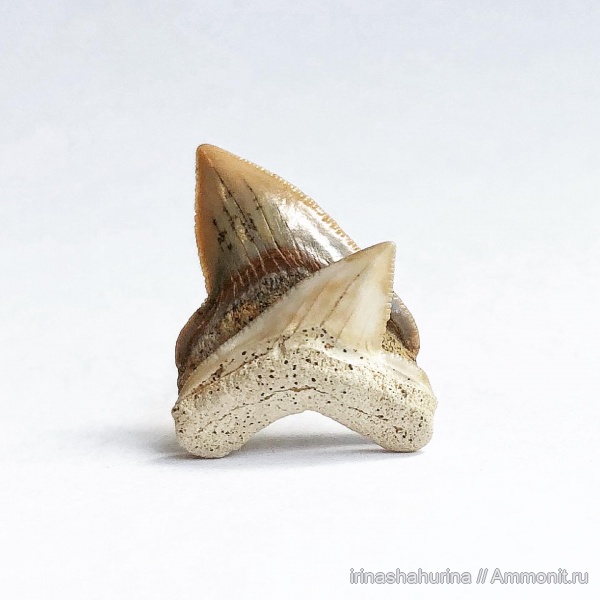 мел, Squalicorax, сеноман, Шацк, Малый Пролом, shark teeth