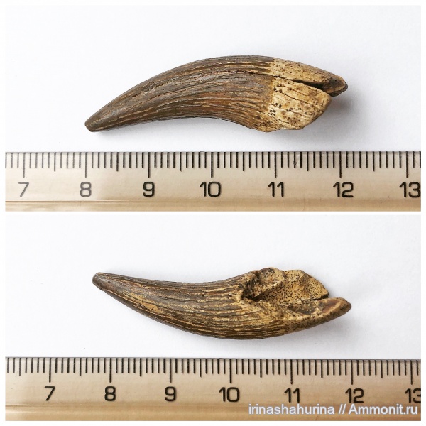 мел, водные рептилии, плезиозавры, Plesiosaurus, сеноман, Шацк, Малый Пролом