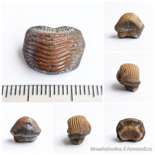 мел, сеноман, Ptychodus, Ptychodus decurrens, Шацк, Малый Пролом, shark teeth