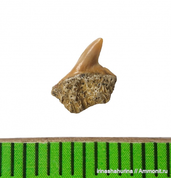 мел, сеноман, Шацк, Малый Пролом, shark teeth, Gladioserratus