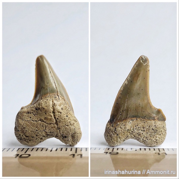 мел, сеноман, Cretoxyrhina, Cretoxyrhina denticulata, Шацк, Малый Пролом, shark teeth