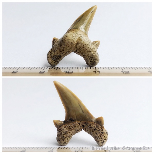 мел, сеноман, Шацк, Малый Пролом, Dwardius, shark teeth