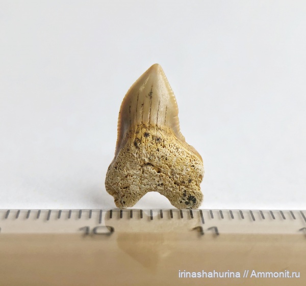мел, Squalicorax, сеноман, Шацк, Малый Пролом, shark teeth