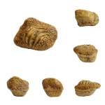 Очередной медиальный зуб Ptychodus marginalis
