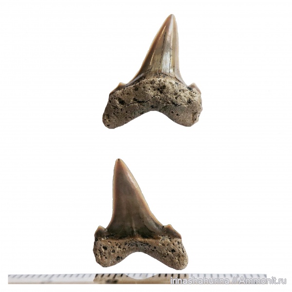 мел, сеноман, Cretoxyrhina, Cretoxyrhina denticulata, Шацк, Малый Пролом, shark teeth
