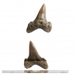 Боковой зуб Cretoxyrhina denticulata subadult Боковой зуб Cretoxyrhina denticulata subadult