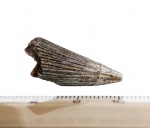 Polyptychodon