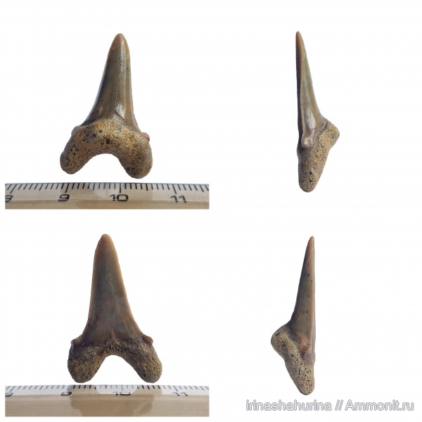 мел, сеноман, Cretoxyrhina, Cretoxyrhina denticulata, Шацк, Малый Пролом, shark teeth
