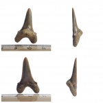 Передний зуб Cretoxyrhina denticulata subadult