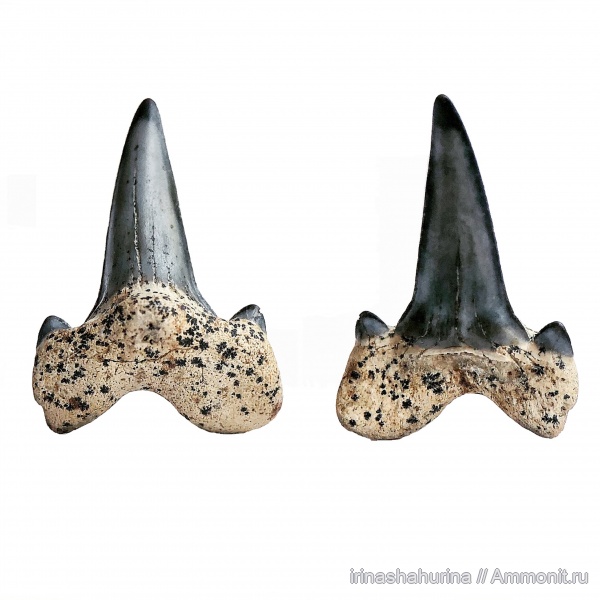мел, Cretalamna, сеноман, Cretalamna appendiculata, Шацк, Малый Пролом, shark teeth