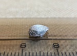 Psephodus или Copodus?