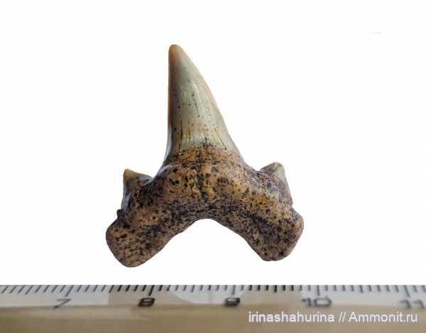 мел, сеноман, Шацк, Малый Пролом, Dwardius, shark teeth